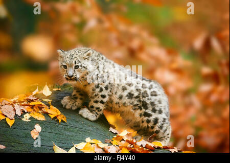 snow leopard (Uncia uncia, Panthera uncia), cub standing in autumn on a dead tree trunk