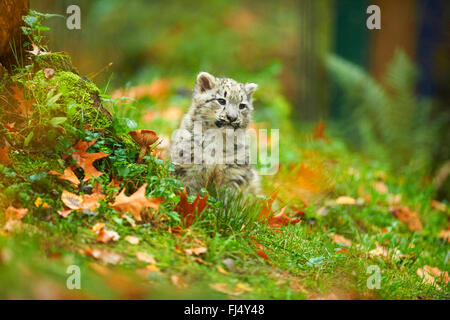 snow leopard (Uncia uncia, Panthera uncia), cub sitting in a meadow in autumn Stock Photo