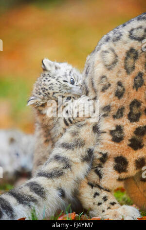 snow leopard (Uncia uncia, Panthera uncia), cub playing with the tail of its mother Stock Photo
