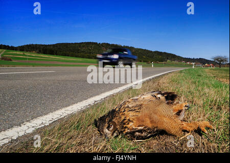 northern eagle owl (Bubo bubo), dead eagle owl on the roadside after the collision with a car, Germany, Oberndorf am Neckar