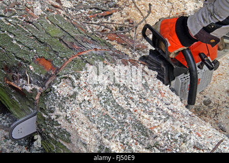 motor saw sawing through a tree trunk, Germany Stock Photo