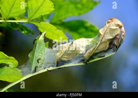 Scarce fritillary (Euphydryas maturna, Hypodryas maturna), many caterpillars on a ash leaf, Germany Stock Photo