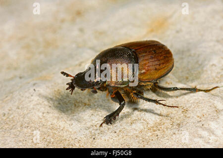 Dung beetle (Onthophagus coenobita), sits on a stone, Germany Stock Photo