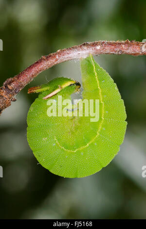 Two-tailed Pasha, Foxy Emperor (Charaxes jasius), caterpillar pupates Stock Photo