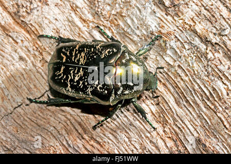 Marbled Rose Chafer (Protaetia lugubris, Liocola lugubris, Protaetia marmorata), on wood, Germany Stock Photo