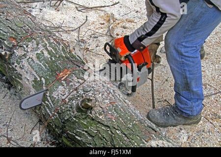 motor saw sawing through a tree trunk, Germany Stock Photo