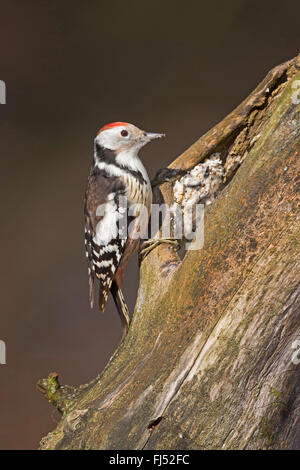 middle spotted woodpecker (Picoides medius, Dendrocopos medius), searching food at a rotten tree trunk, handmade bird feed, fat feed distributed in chinks, Germany Stock Photo