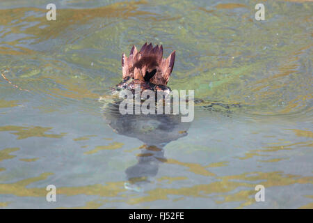 tufted duck (Aythya fuligula), female diving for food, Germany, Bavaria Stock Photo
