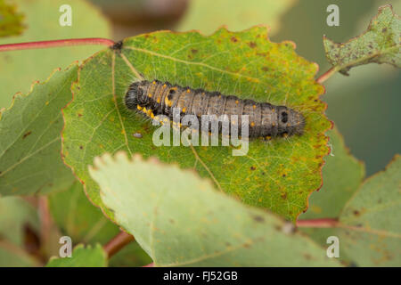 Small Chocolate-tip (Clostera pigra, Pygaera pigra), caterpillar feeds on a poplar leaf, Germany Stock Photo