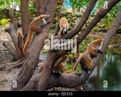 White-nosed coati (Nasua narica), group on mangrove, Mexico, Yukatan Stock Photo