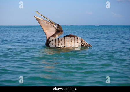 brown pelican (Pelecanus occidentalis), juvenile swallos a fish, Mexico, Yucatan Stock Photo