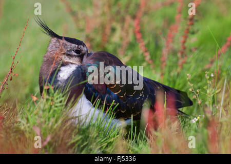 northern lapwing (Vanellus vanellus), resting adult bird in eclipse plumage, side view on grass, Germany, Schleswig-Holstein Stock Photo