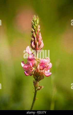 common sainfoin (Onobrychis viciifolia), inflorescence, Germany, Baden-Wuerttemberg Stock Photo