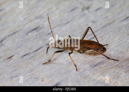 Ant bug, Redbacked bug, Redbacked broad-headed bug, Broad-headed Bug, Broad headed bug (Alydus calcaratus), on bark, Germany Stock Photo