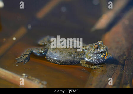 fire-bellied toad (Bombina bombina), calling toad on water surface, Romania, Moldau, Ia&#537;i Stock Photo
