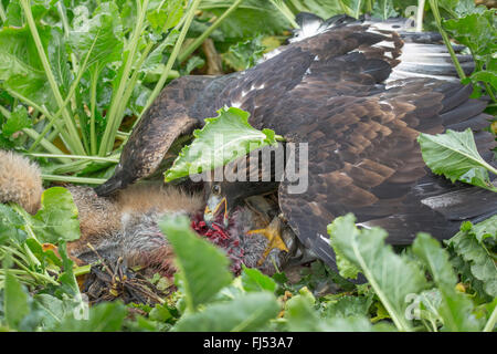 golden eagle (Aquila chrysaetos), caught a fox Stock Photo
