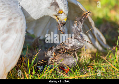 northern goshawk (Accipiter gentilis), albino picks a caught pheasant Stock Photo