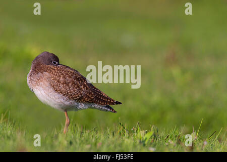 common redshank (Tringa totanus), in eclipse plumage in a meadow, rest and sleep, Germany, Schleswig-Holstein Stock Photo