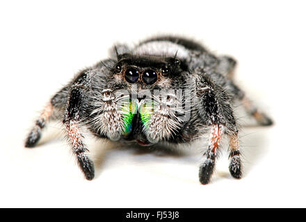 jumping spiders, regal jumping spider (Phidippus regius), one of the largest jumping spiders in the world, male, cut-out Stock Photo