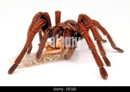 Haitian brown tarantula, Spaniolan giant tarantula   (Phormictopus cancerides), feeding on a grasshopper Stock Photo