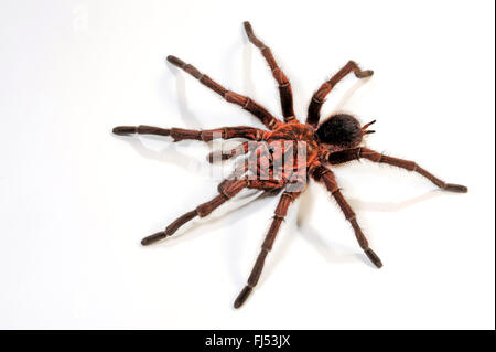 Haitian Brown Tarantula, Spaniolan Giant Tarantula (phormictopus 