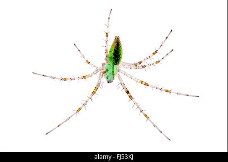 Green Lynx Spider , lynx spiders (Peucetia viridans), Green Lynx Spider with transparent legs, cut-out Stock Photo