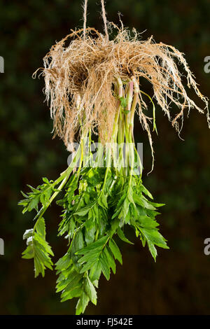 common valerian, all-heal, garden heliotrope, garden valerian (Valeriana officinalis), hole plants with roots hung up for drying, Germany Stock Photo