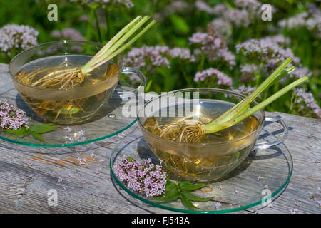 common valerian, all-heal, garden heliotrope, garden valerian (Valeriana officinalis), self made valerian tea Stock Photo