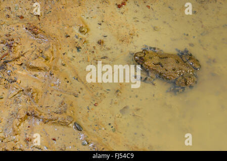 yellow-bellied toad, yellowbelly toad, variegated fire-toad (Bombina variegata), yellow-bellied toad sitting at the edge of a muddy puddle, Romania Stock Photo