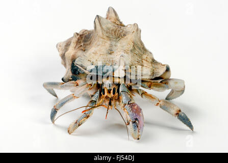 Land hermit crabs (Coenobita cavipes), cut-out Stock Photo