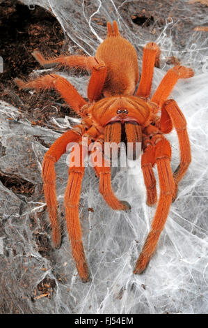 Philippine Tangerine, Philippine Earth Tiger (Orphnaecus philippinus ...