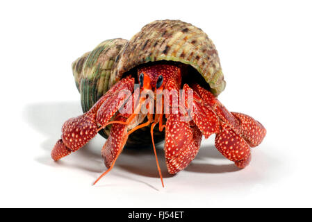 Australian Land Hermit Crab (Coenobita variabilis) peeking out of it's ...