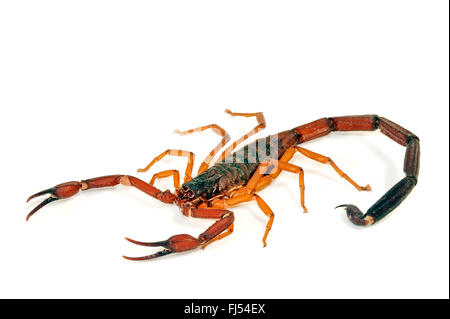 Florida bark scorpion, brown bark scorpion, slender brown scorpion (Centruroides gracilis), cut-out Stock Photo
