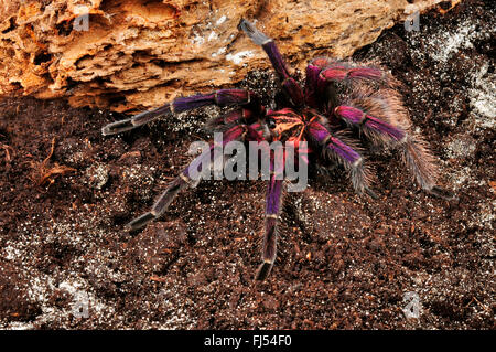 Birdeater, tarantula (Pamphbeteus spec.), spiderling of a yet undescribed species, Ecuador, Machala Stock Photo