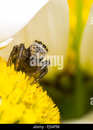 Jumping spider (Evarcha arcuata), Female sitting and hunting on the flower of oxeye daisy (Leucanthemum vulgare), Germany Stock Photo