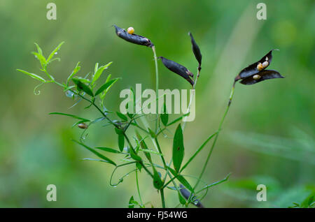 meadow peavine, meadow vetchling, yellow vetchling (Lathyrus pratensis), with open fruits, Germany, Bavaria, Oberbayern, Upper Bavaria Stock Photo