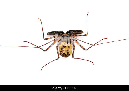 Whipscorpion, Tailless whipscorpion, Tailless whip scorpion (Damon diadema), with larvae on its back, cut-out Stock Photo