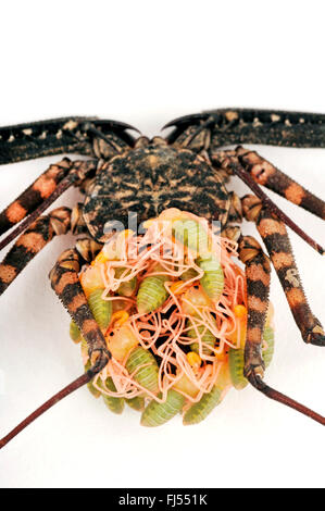 Whipscorpion, Tailless whipscorpion, Tailless whip scorpion (Damon diadema), with larvae on its back Stock Photo