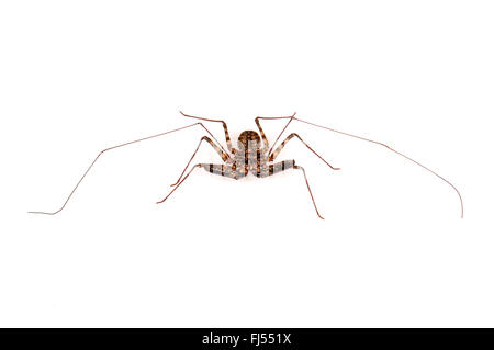 Whipscorpion, Tailless whipscorpion, Tailless whip scorpion (Damon diadema), cut-out Stock Photo