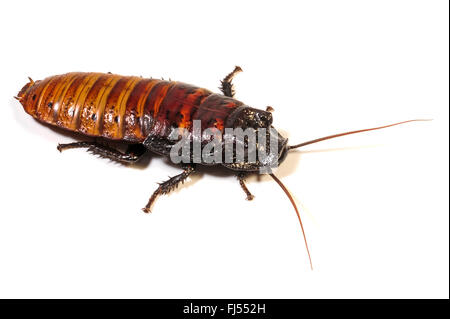 Madagascar hissing cockroach, hissing cockroach (Gromphadorhina portentosa), cut-out Stock Photo