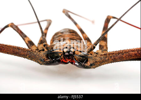 Whipscorpion, Tailless whipscorpion, Tailless whip scorpion (Damon diadema), portrait, cut-out Stock Photo