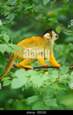 common squirrel monkey (Saimiri sciureus), sits on a twig lookong up Stock Photo