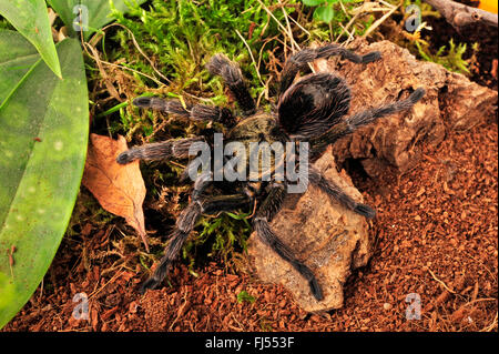 Chilean Beautiful Tarantula (Euathlus truculentus), in terrarium, Chile Stock Photo