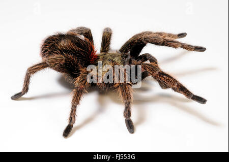 Chile beautiful tarantulas (euathlus truculentus) mating pair Stock ...