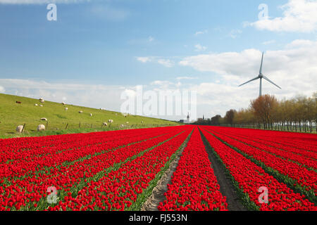 blooming tulip field, Netherlands, Frisia, Medemblick Stock Photo