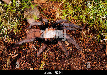 Indian violet tarantula (Chilobrachys fimbriatus), in terrarium Stock Photo