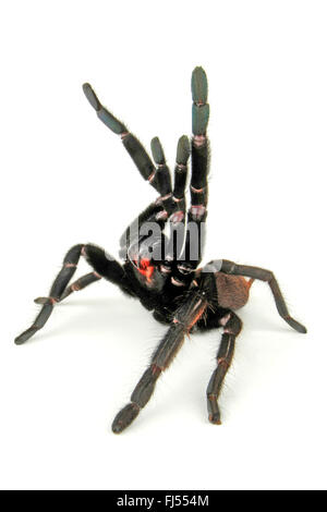 Indian violet tarantula (Chilobrachys fimbriatus), in defense posture, cut-out Stock Photo