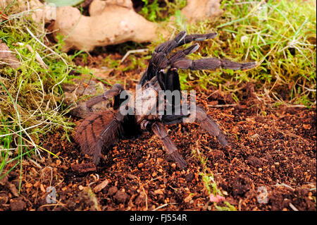 Indian violet tarantula (Chilobrachys fimbriatus), in defence posture Stock Photo