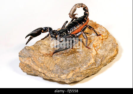Giant Forest Scorpion, Giant Blue Scorpion, Malaysian Forest Scorpion, Asia giant forest scorpion, Malaysian black scorpion (Heterometrus spinifer), on a stone Stock Photo