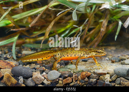 Montandon's newt, Carpathian newt (Lissotriton montandoni, Triturus montandoni), male under water, Romania, Karpaten Stock Photo